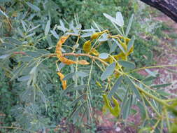 Image of <i>Senna costata</i>