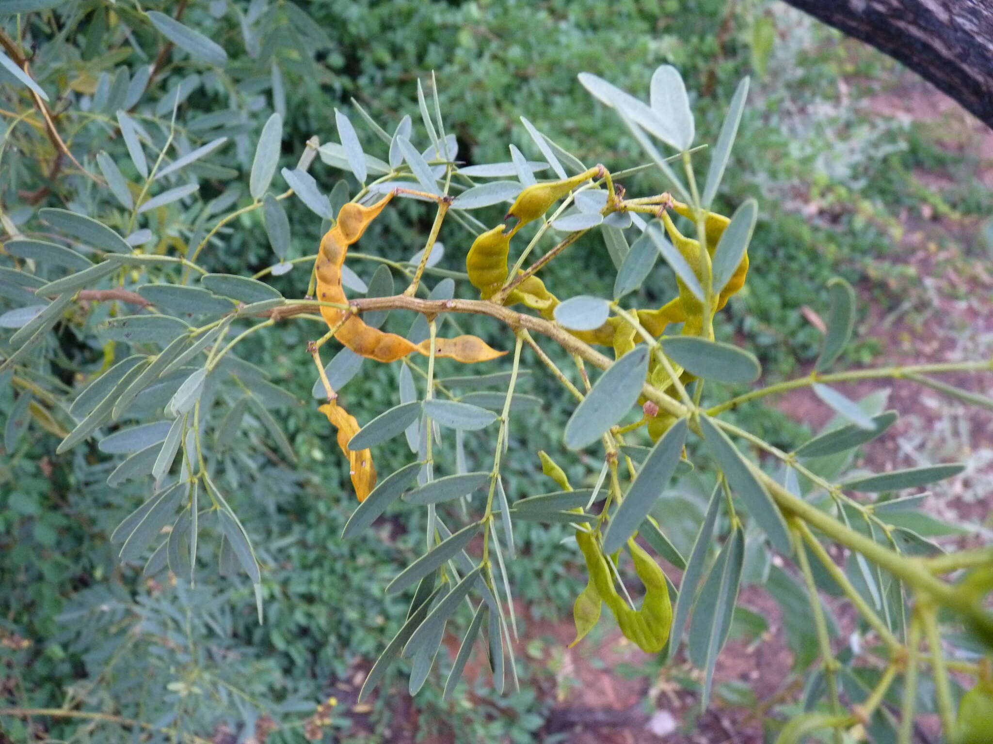 Image of <i>Senna costata</i>