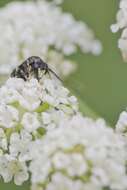 Image of Hylaeus communis Nylander 1852