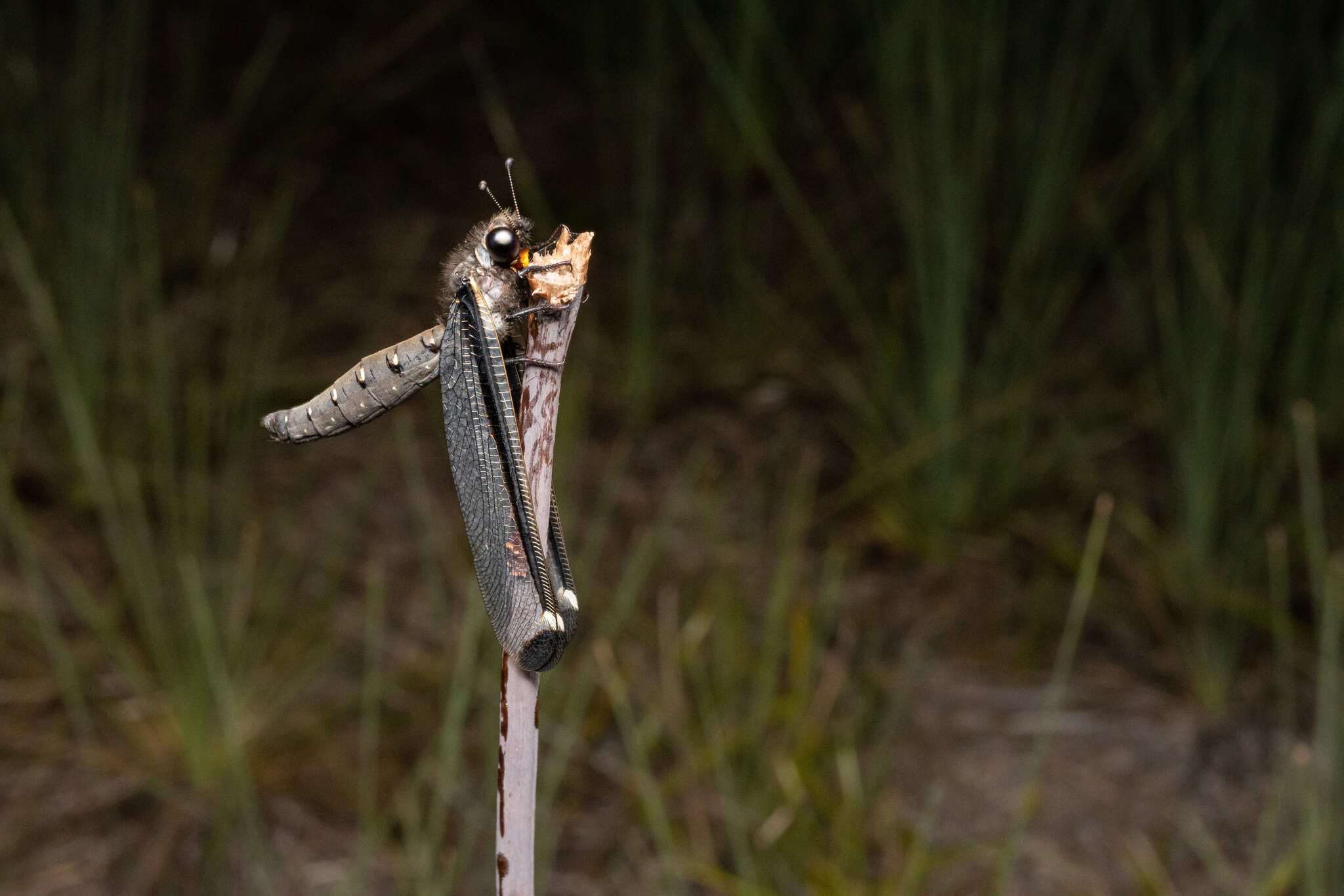 Слика од Stilbopteryx costalis Newman 1838