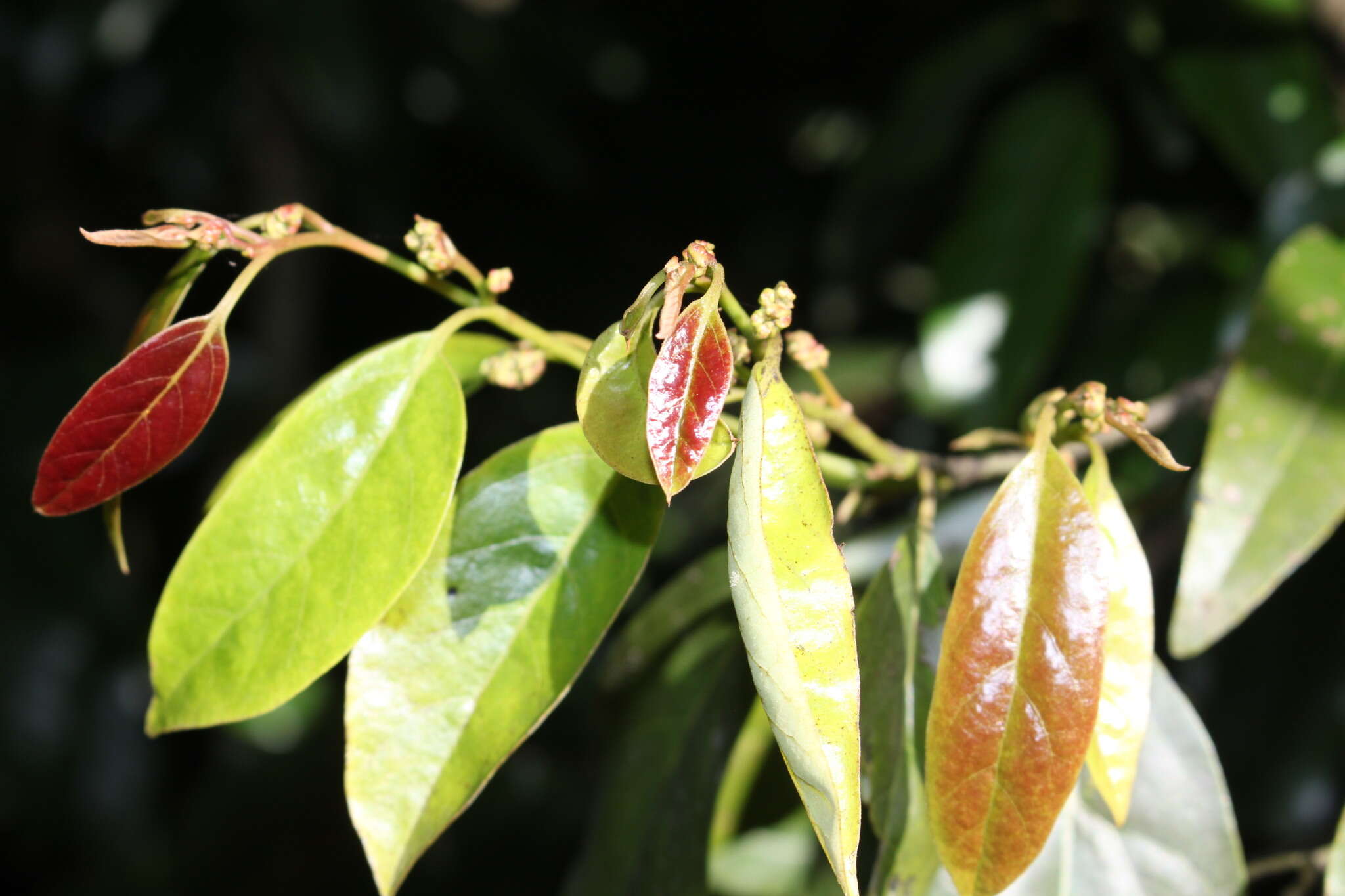 Imagem de Cryptocarya erythroxylon Maiden & Betche