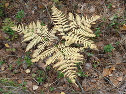 Image of Pteridium latiusculum subsp. pinetorum (C. N. Page & R. R. Mill) Fraser-Jenkins