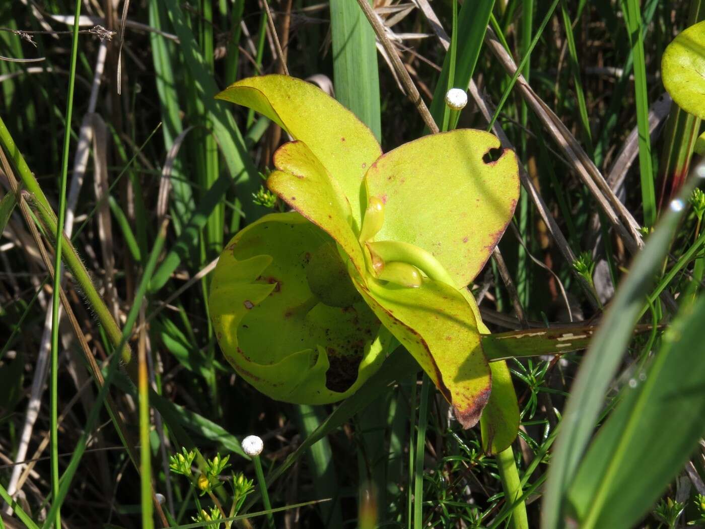 Image of Yellow pitcher plant