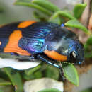 Image de Castiarina grata (Saunders 1869)