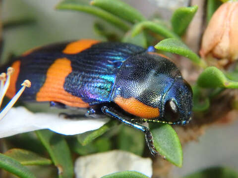 Image of Castiarina grata (Saunders 1869)