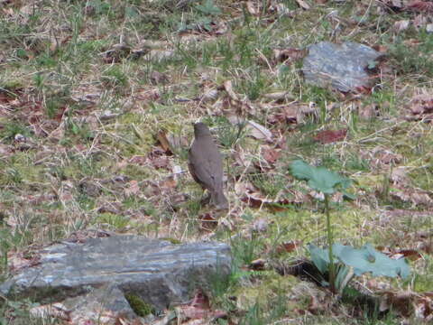 Imagem de Turdus chrysolaus Temminck 1832