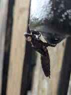 Image of Tropical Cascade Darner