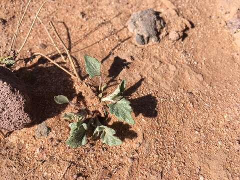 Image of scurfymallow