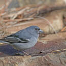Image of Gran Canaria Blue Chaffinch