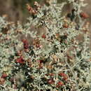 Plancia ëd Chenopodium spinescens (R. Br.) S. Fuentes & Borsch