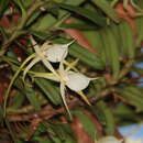 Image of Angraecum expansum Thouars