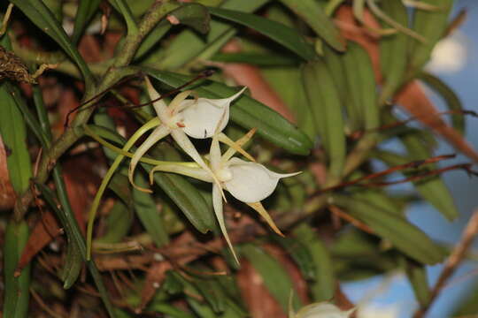 Image of Angraecum expansum Thouars