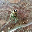 Image of Phidippus bidentatus F. O. Pickard-Cambridge 1901