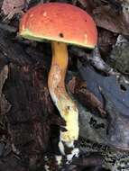 Imagem de <i>Boletus subfraternus</i>