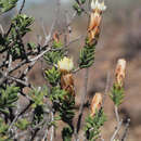 Imagem de Pteronia hutchinsoniana Compton