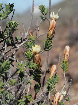 Image of Pteronia hutchinsoniana Compton