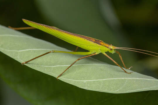 Image of Ducetia malayana Heller & K.-G. 2017