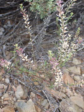 Image of Lepidium divaricatum Aiton