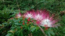 Image of Calliandra pittieri Standl.