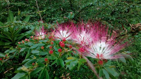 Image de Calliandra pittieri Standl.