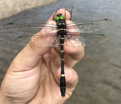 Image of Macromia manchurica Asahina 1964