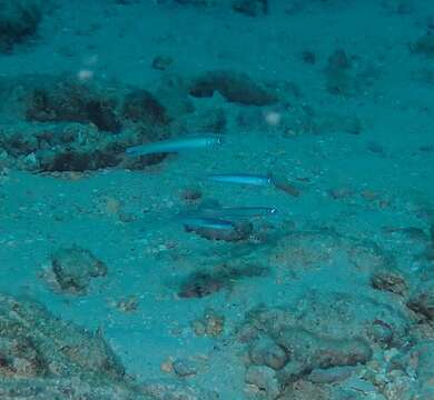 Image of Blacktail goby