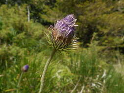 Plancia ëd Carduus carlinifolius Lam.