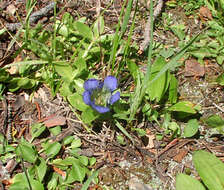 Image of Bog Gentian