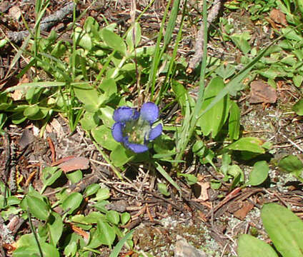 Image of Bog Gentian