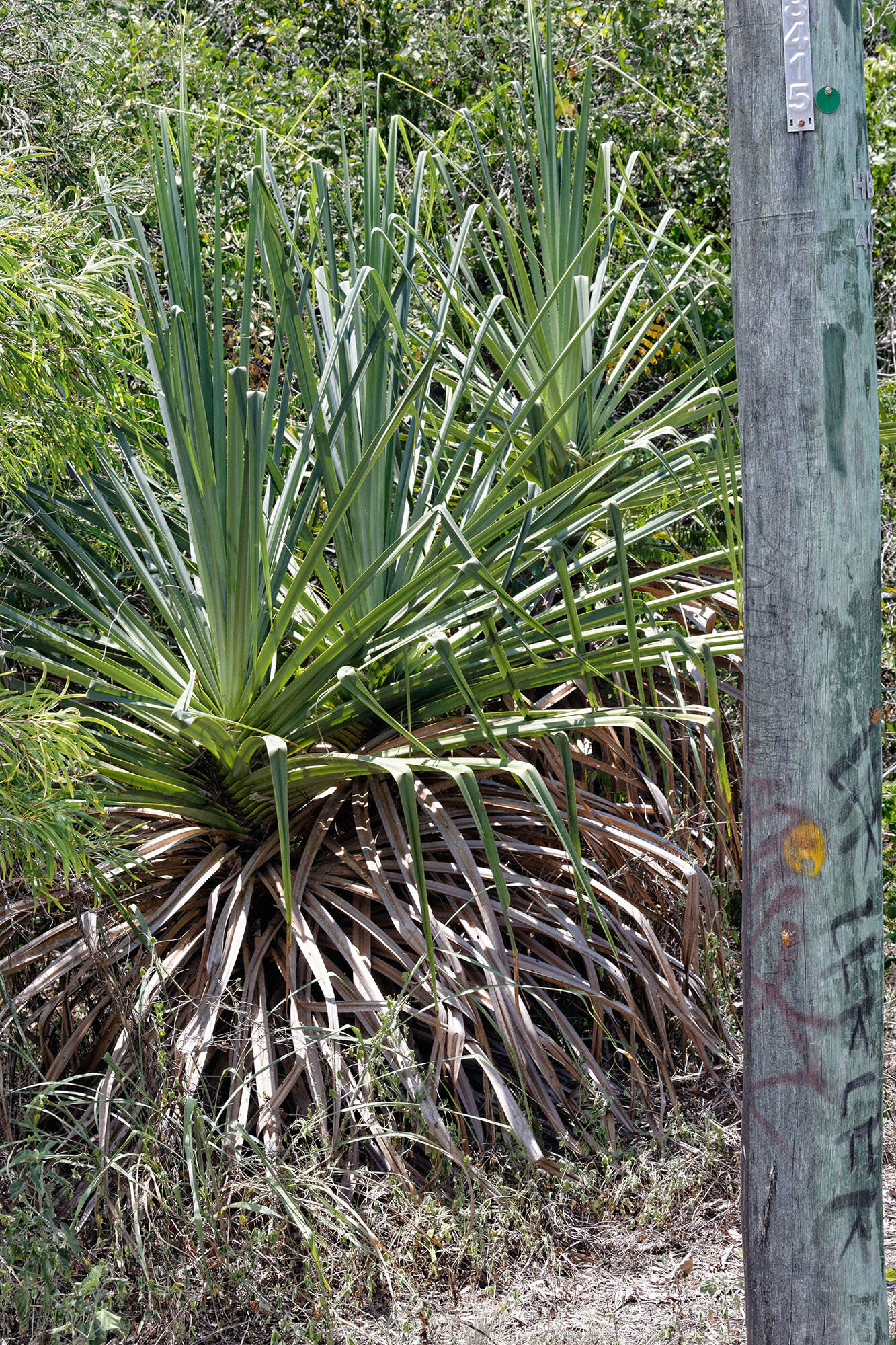 Image de Pandanus cookii Martelli