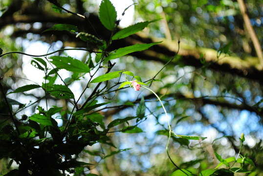 Image of Manettia cordifolia Mart.