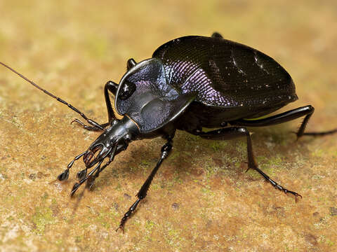 Image of Scaphinotus (Scaphinotus) unicolor (Fabricius 1787)