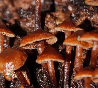 Image of Kuehneromyces brunneoalbescens (Y. S. Chang & A. K. Mills) J. A. Cooper 2014