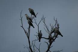 Image of Pied Imperial Pigeon