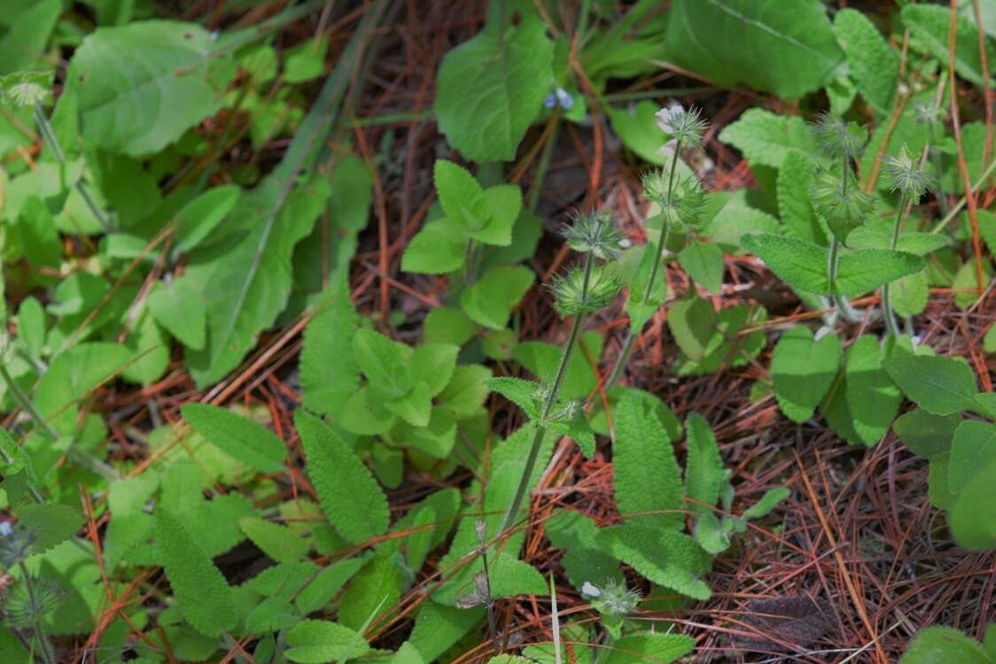 Image of Lepechinia schiedeana (Schltdl.) Vatke