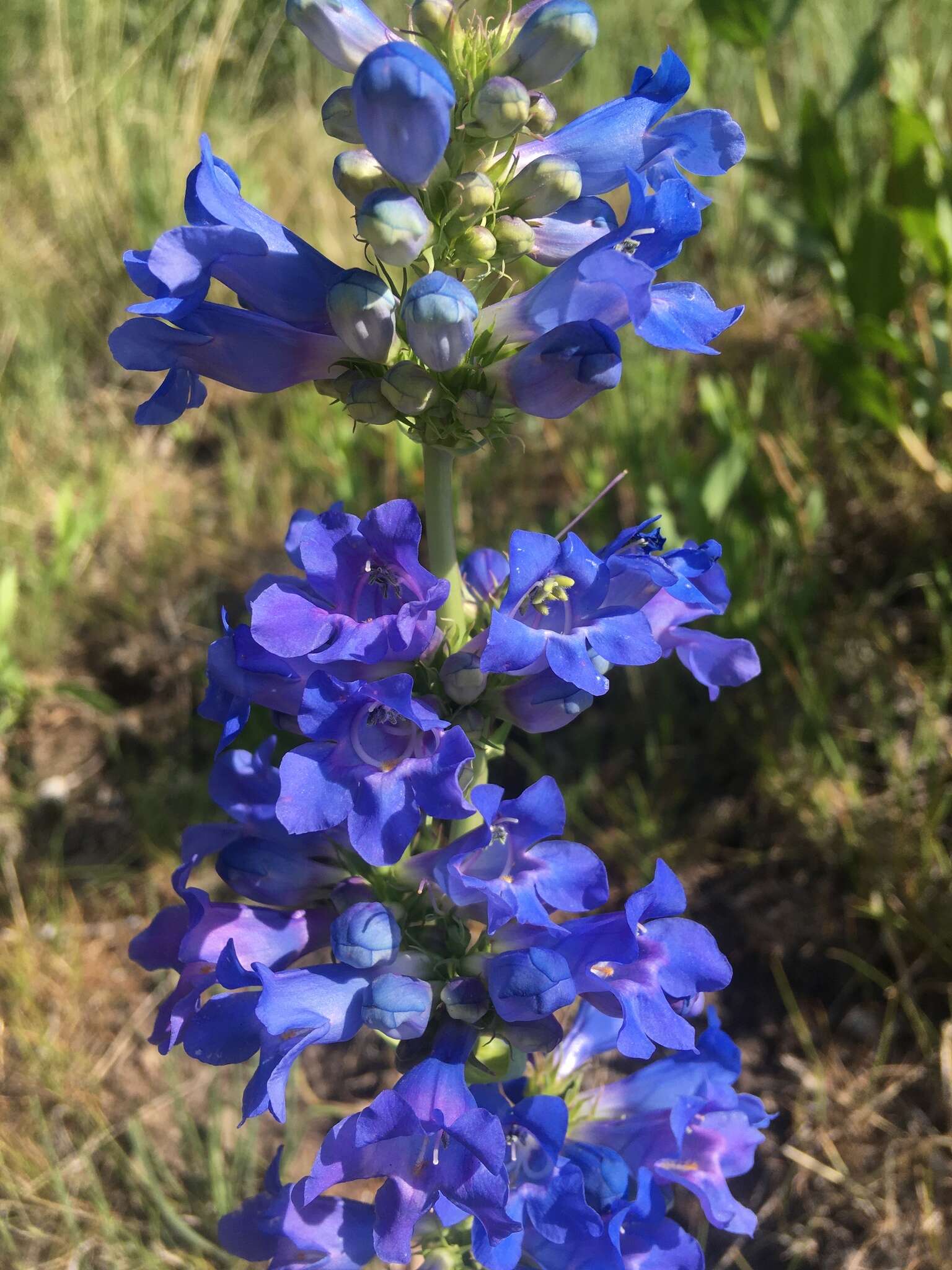 Image of Blue Penstemon