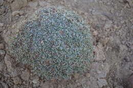 Image of Catananche caespitosa Desf.