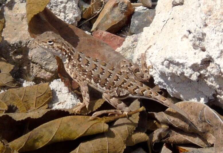 Image of Elegant Earless Lizard