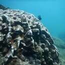 Image of leaf coral