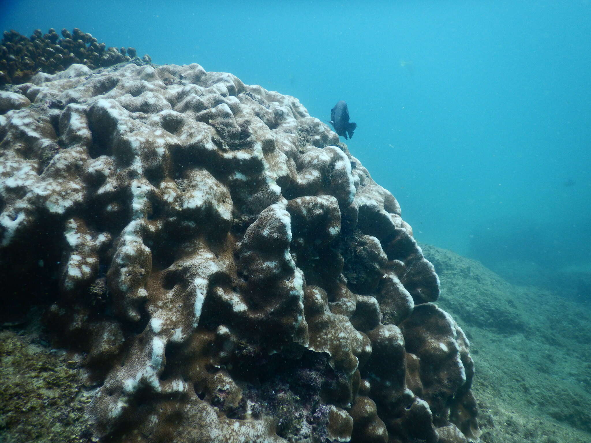 Image of leaf coral