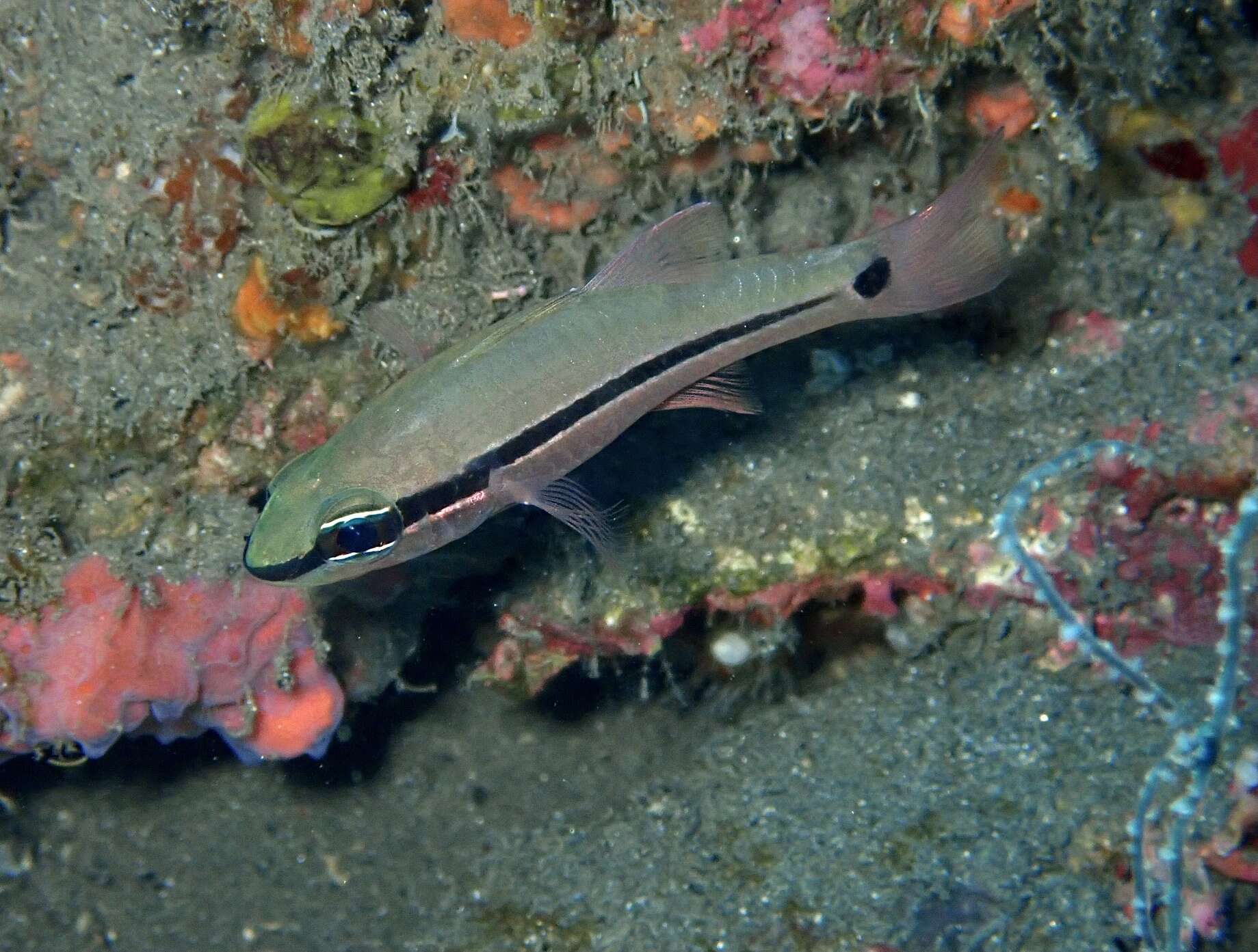 Image of Bridled cardinalfish