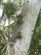 Image of Bartram's airplant