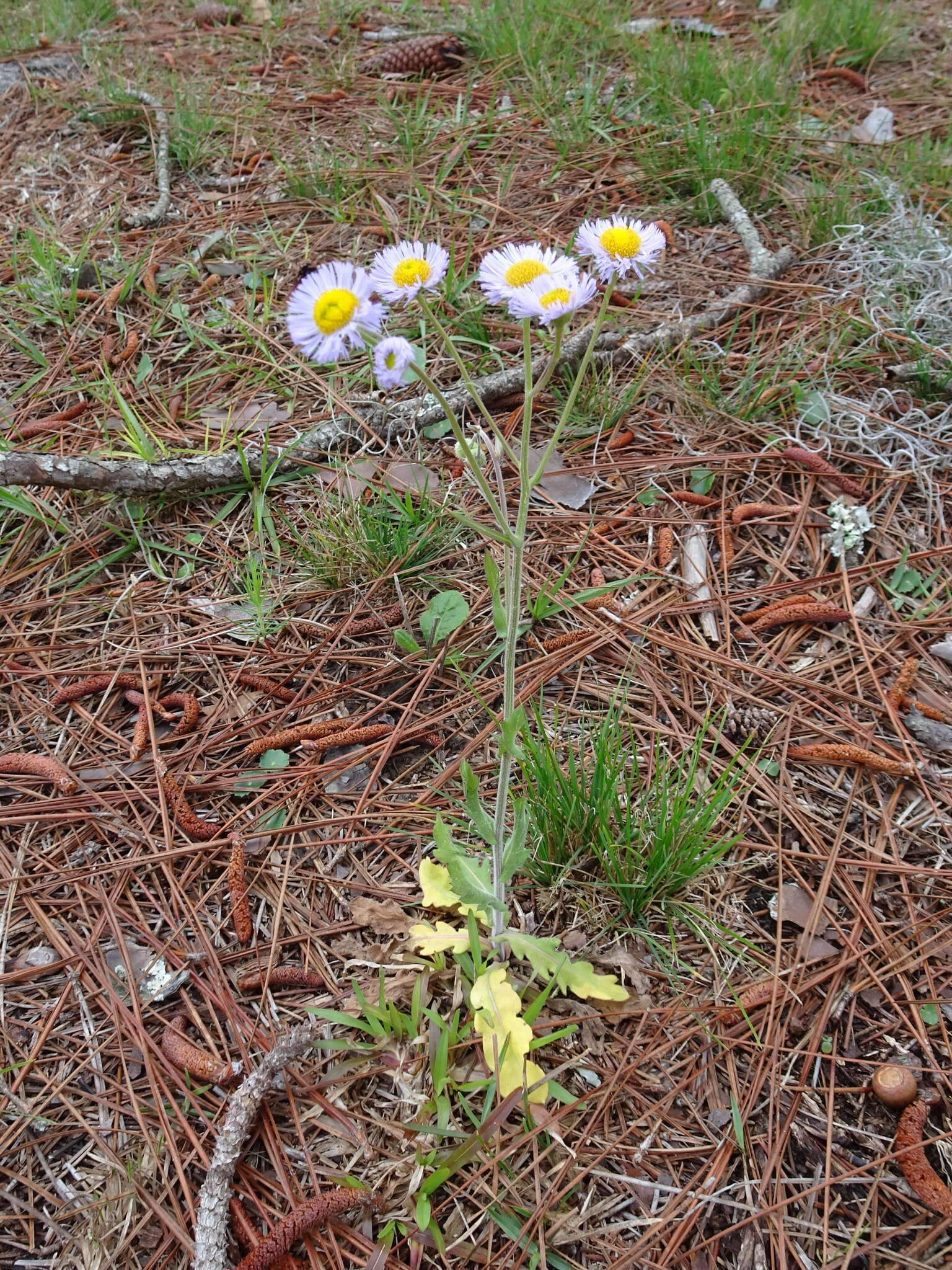 Image of Oak-Leaf Fleabane