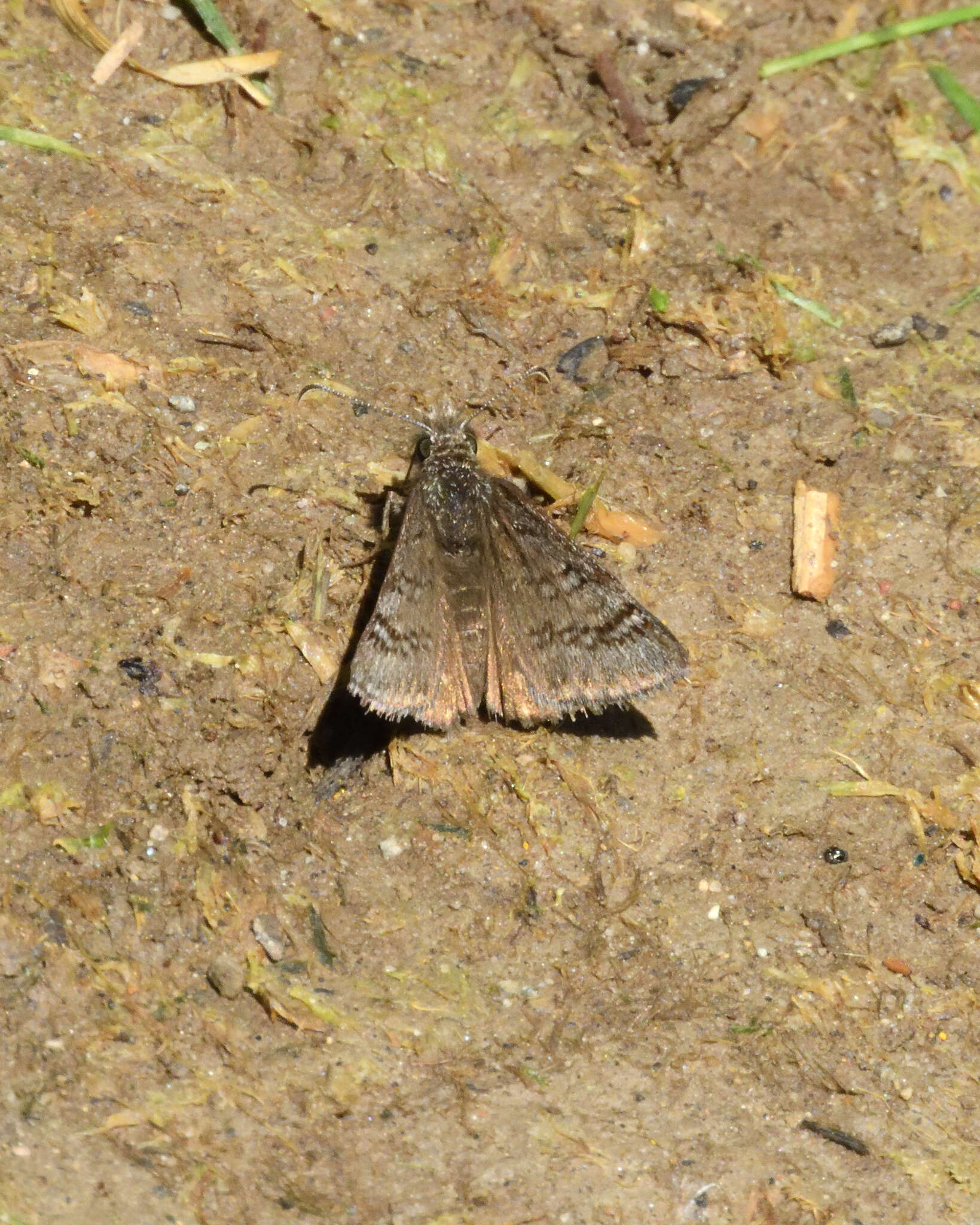 Image of Rocky Mountain Duskywing