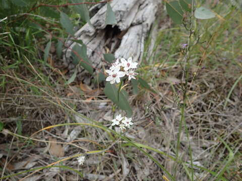 Image of Burchardia umbellata R. Br.