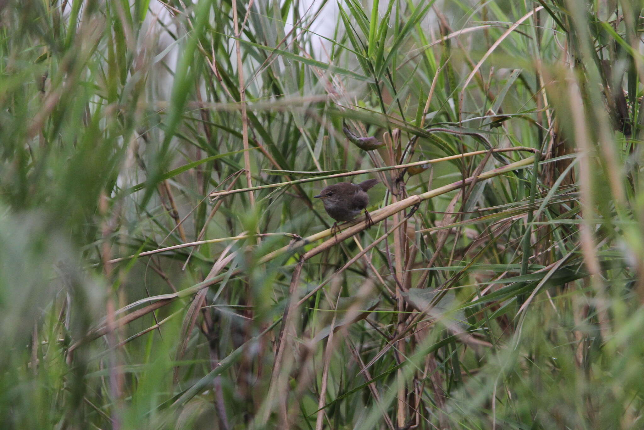 Image of Russet Bush Warbler