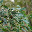 Image of Acacia obliquinervia Tindale