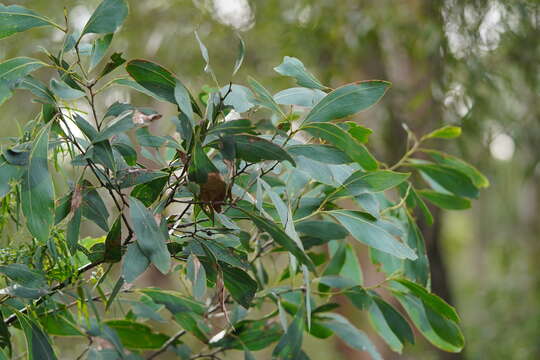 Image de Acacia obliquinervia Tindale