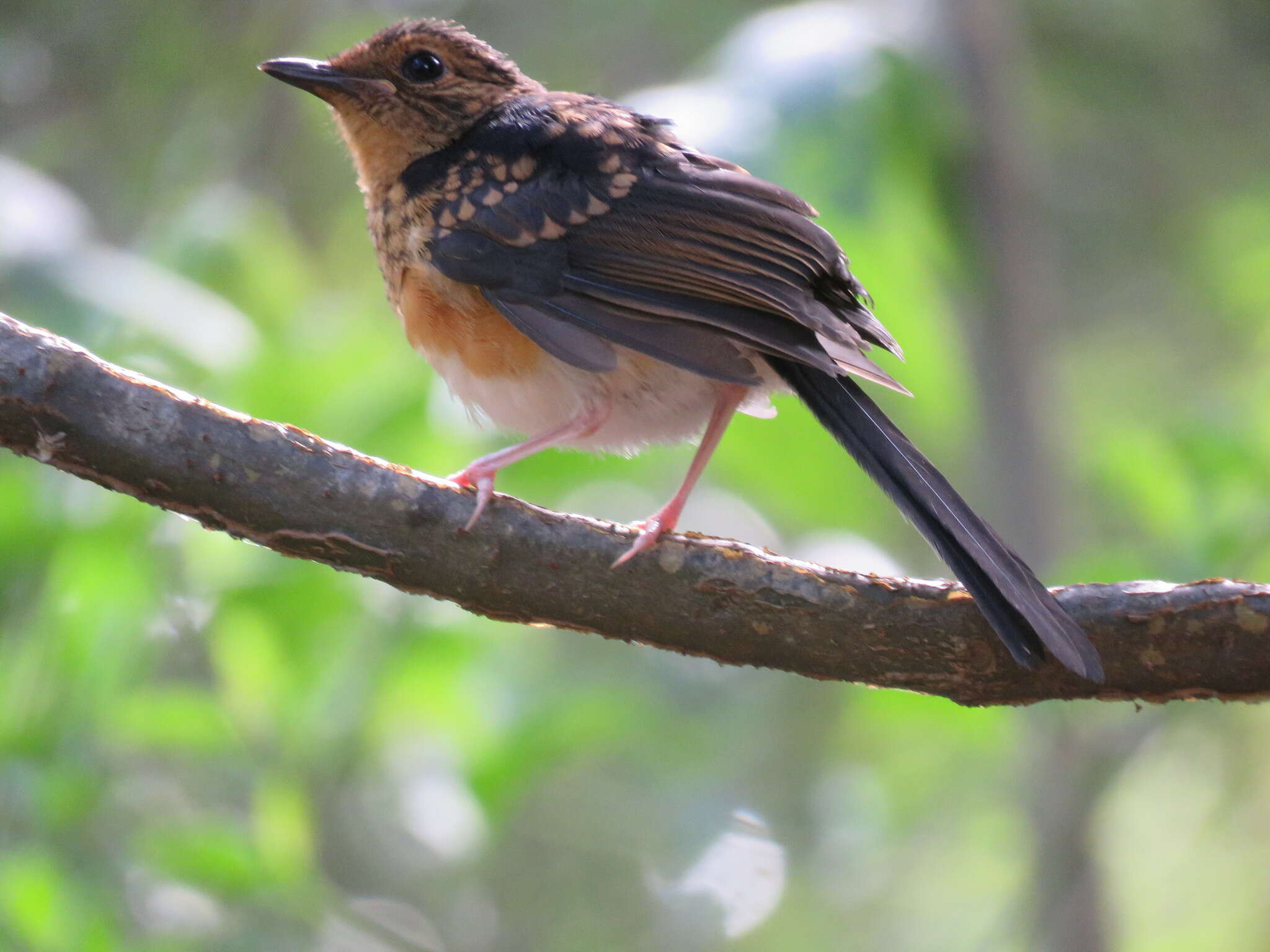 Image of White-rumped Shama