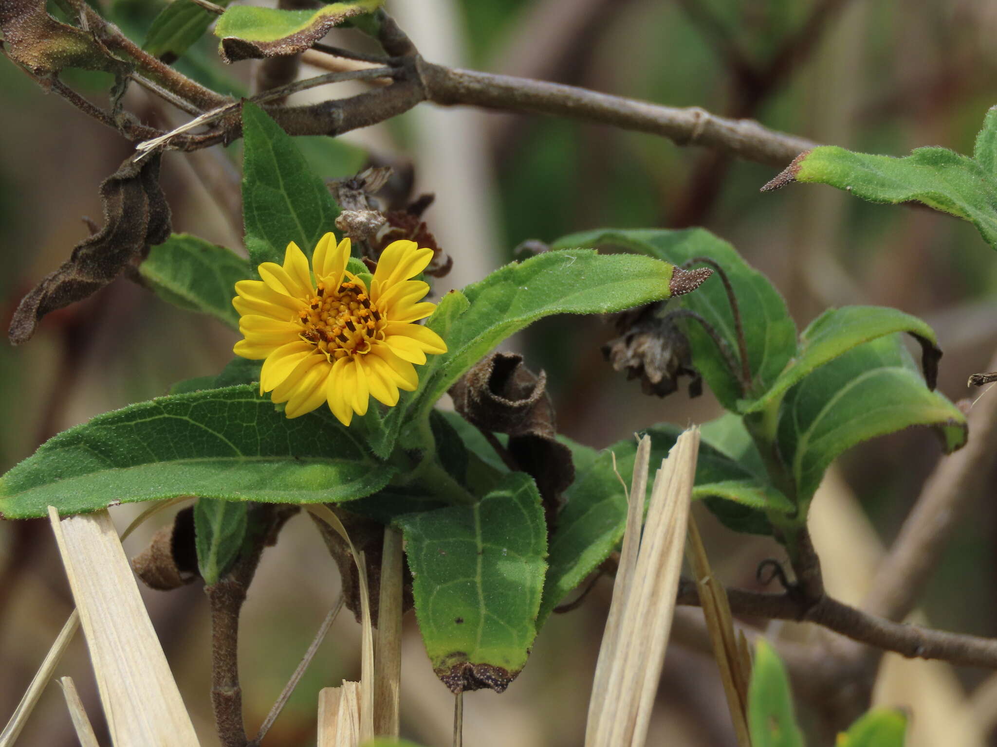 Wedelia calycina Spreng. resmi